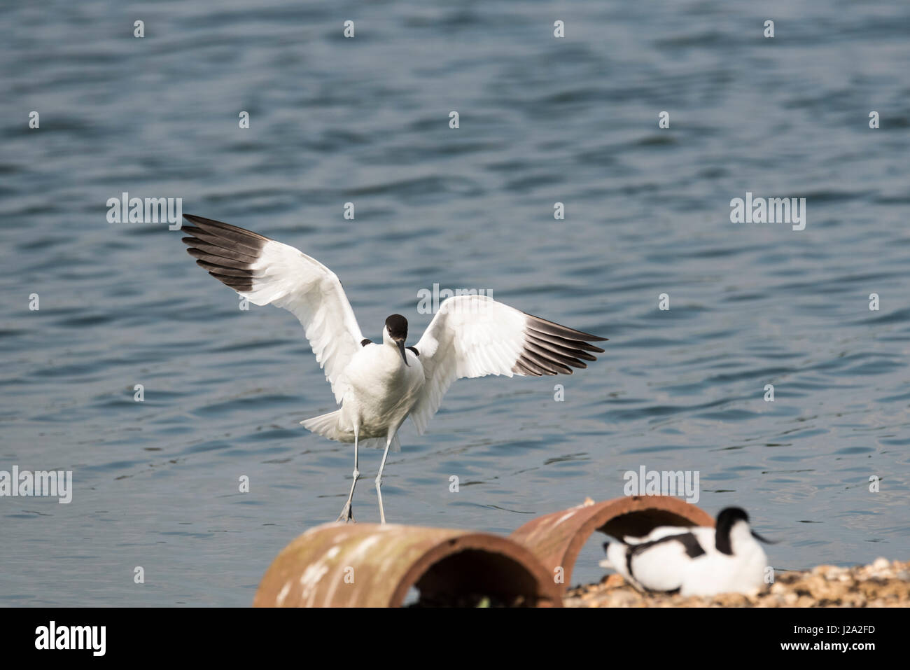Un'avocetta (Rescurvirostra avosetta) in atterraggio Foto Stock