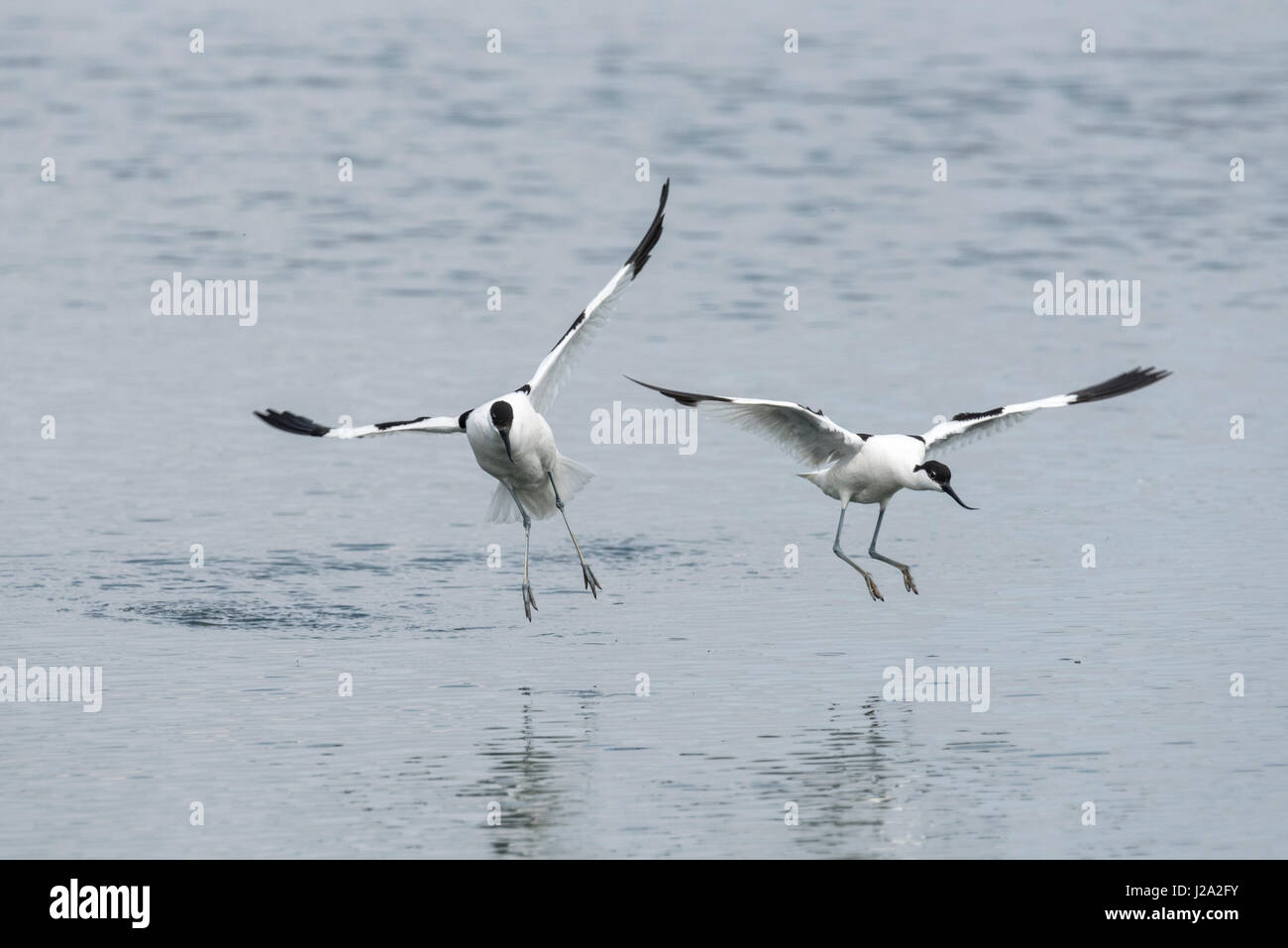 Lotta avoceti (Recurvirostra avosetta) Foto Stock