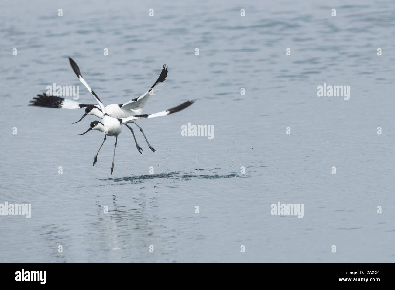 Due avocette (Rescurvirostra avosetta) avente una disputa territoriale Foto Stock