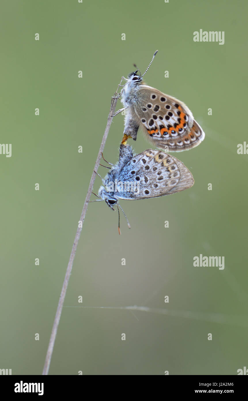 Due d'argento-blu chiodati farfalle coniugata Foto Stock