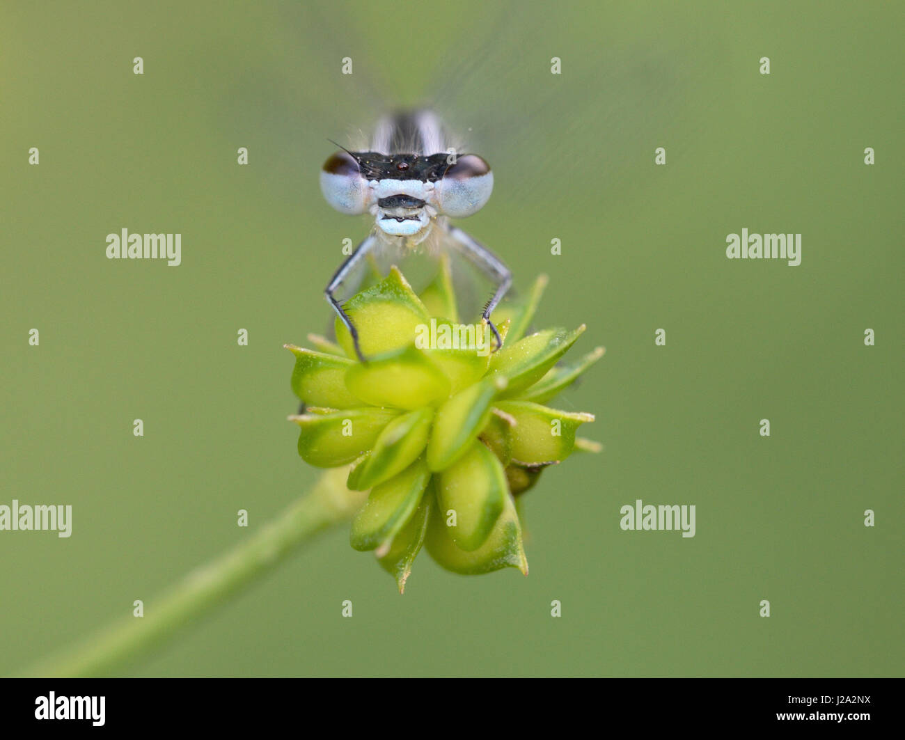 Un azzurro Damselfly sui semi di un prato Buttercup Foto Stock