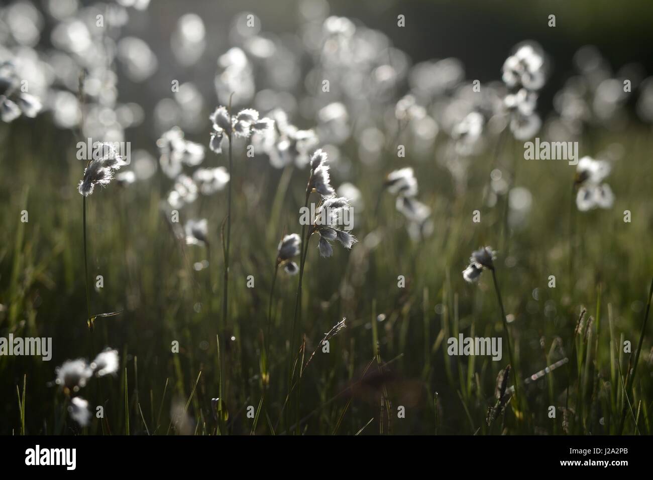La fruttificazione di latifoglie cottongrass vicino a una palude nelle alpi Foto Stock