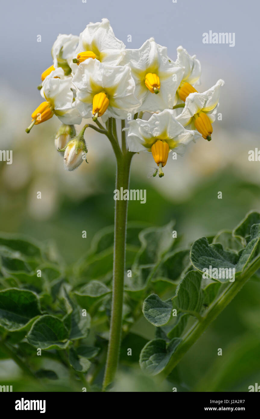 Fioritura patata in close-up Foto Stock