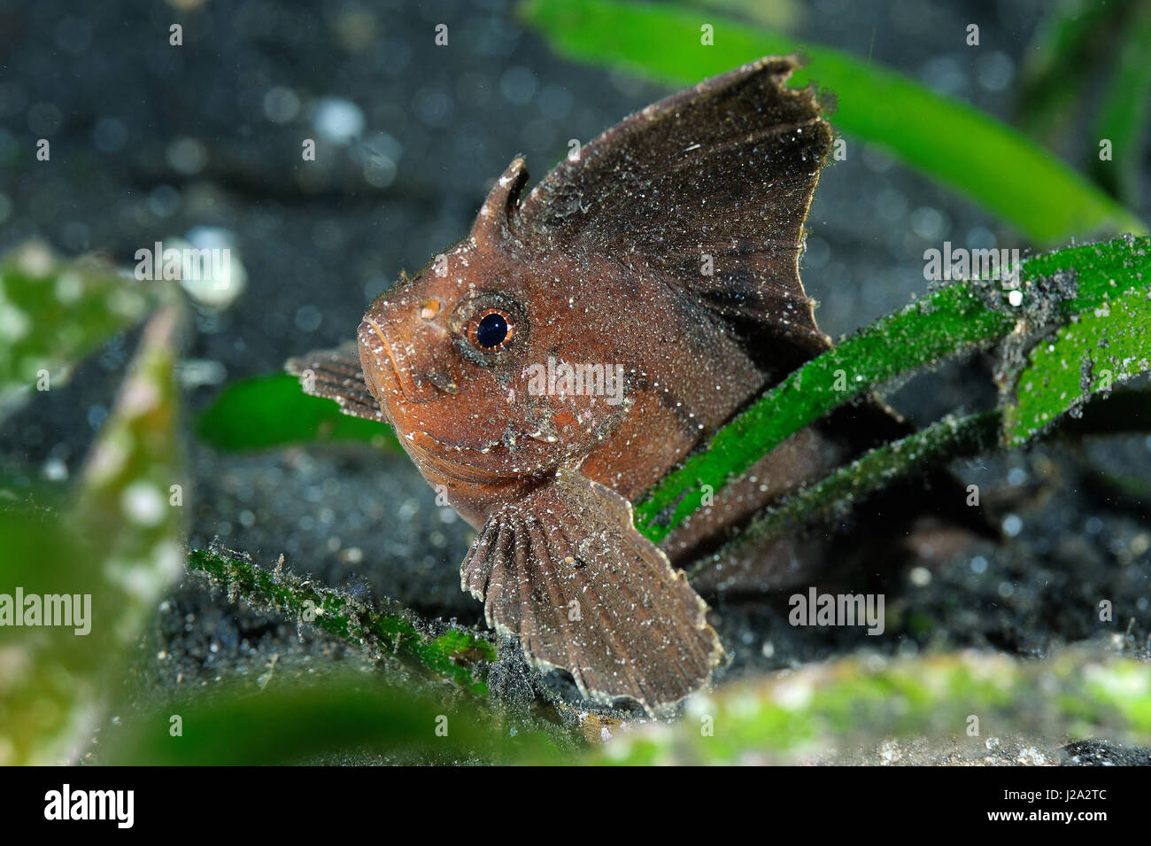La foglia spinosa pesce assomiglia ad un albero caduto foglia che ha affondato al fondo Foto Stock