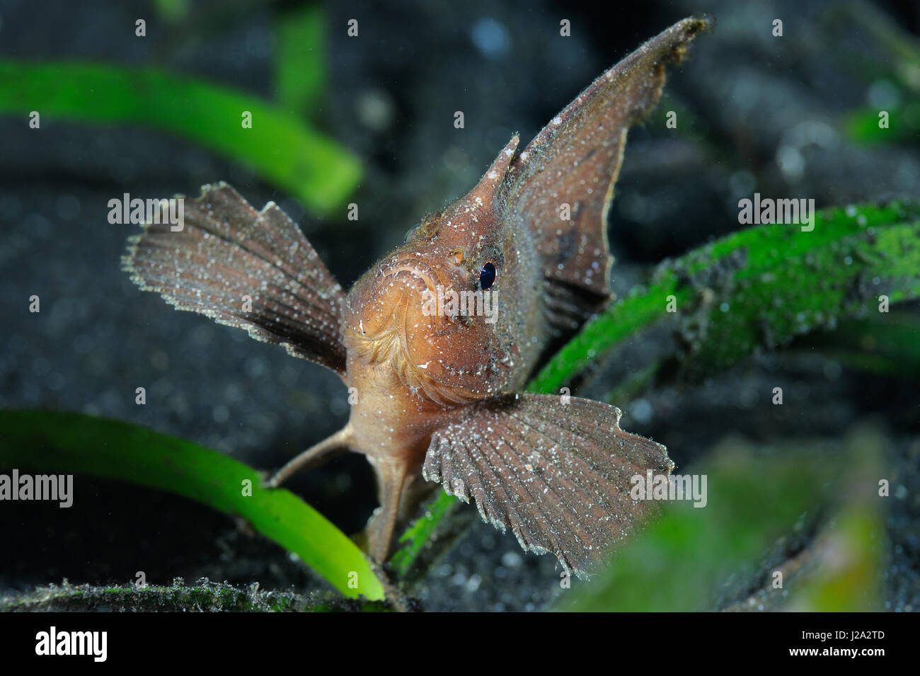 La foglia spinosa pesce assomiglia ad un albero caduto foglia che ha affondato al fondo Foto Stock
