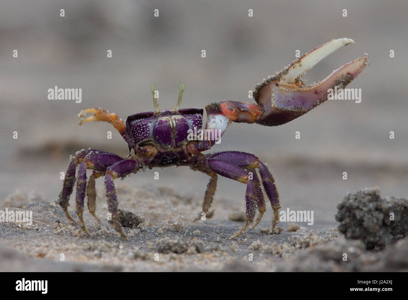 Fiddler crab (Uca Tangeri) Foto Stock