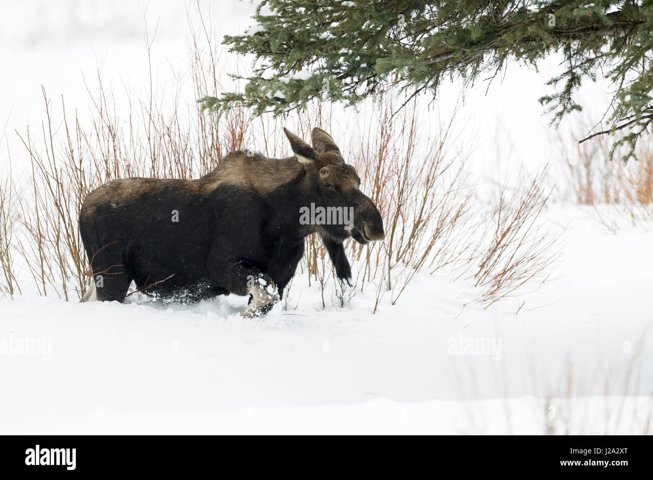 Moose / Elch ( Alces alces ) in inverno, torello, perso palchi, il roaming attraverso il suo habitat tipico, camminando attraverso la neve profonda, Yellowstone NP, STATI UNITI D'AMERICA. Foto Stock