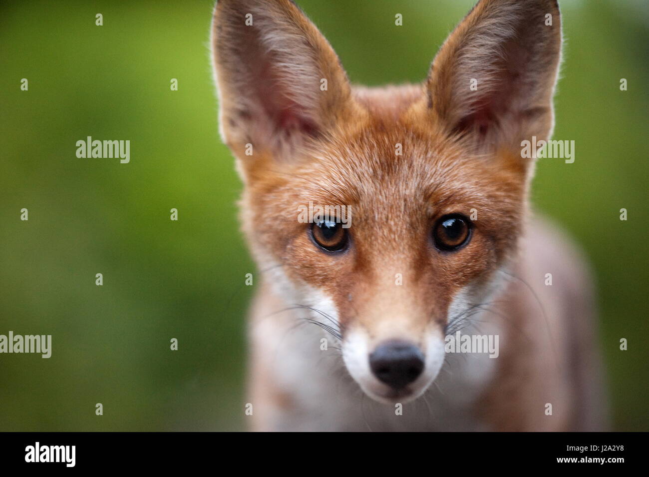 Le immagini di un ambiente urbano fox su un cimitero abbandonato Foto Stock