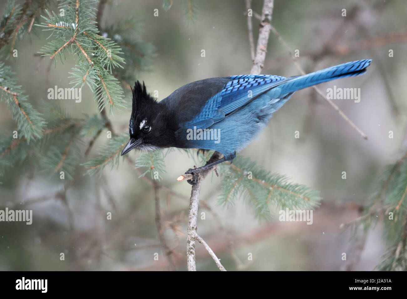 Steller jay / Diademhaeher ( Cyanocitta stelleri ) in inverno, arroccato in una conifera albero, guardando in giù verso massa, curioso e attento, Yellowston Foto Stock