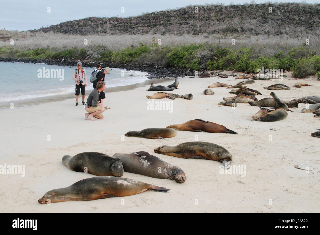 Eco-turisti guardando le Galapagos i leoni di mare in appoggio sulla spiaggia di Santa Fe Foto Stock