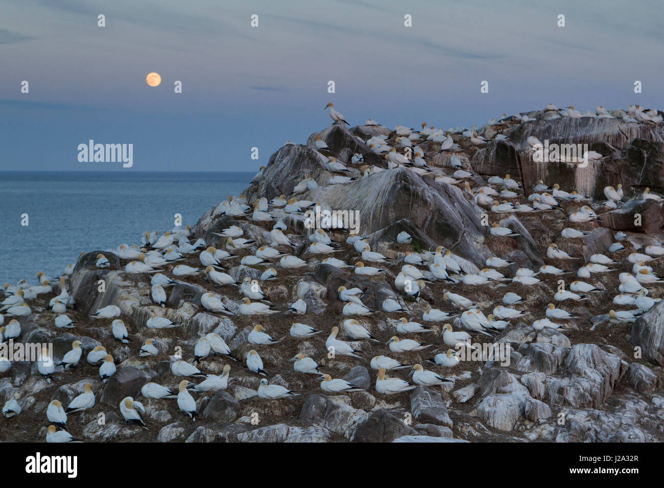 Scena notturna in una colonia di sule settentrionale (Morus bassanus) sotto una luna piena Foto Stock