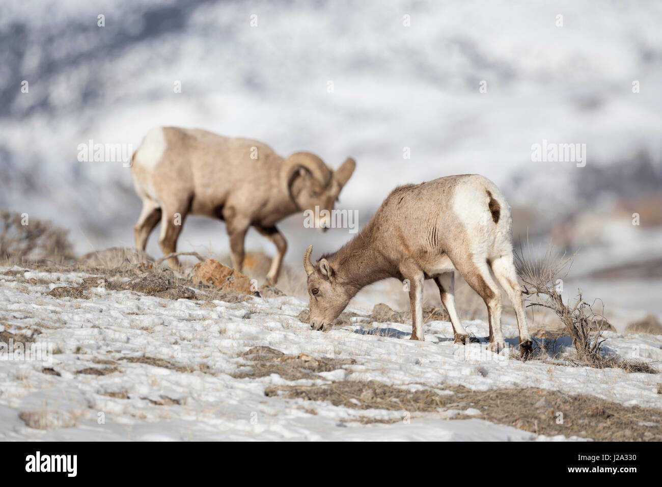 Rocky Mountain Bighorn Sheeps / Dickhornschafe ( Ovis canadensis ), di sesso maschile e femminile in inverno, alla ricerca di cibo, Yellowstone NP, Montana,STATI UNITI D'AMERICA. Foto Stock