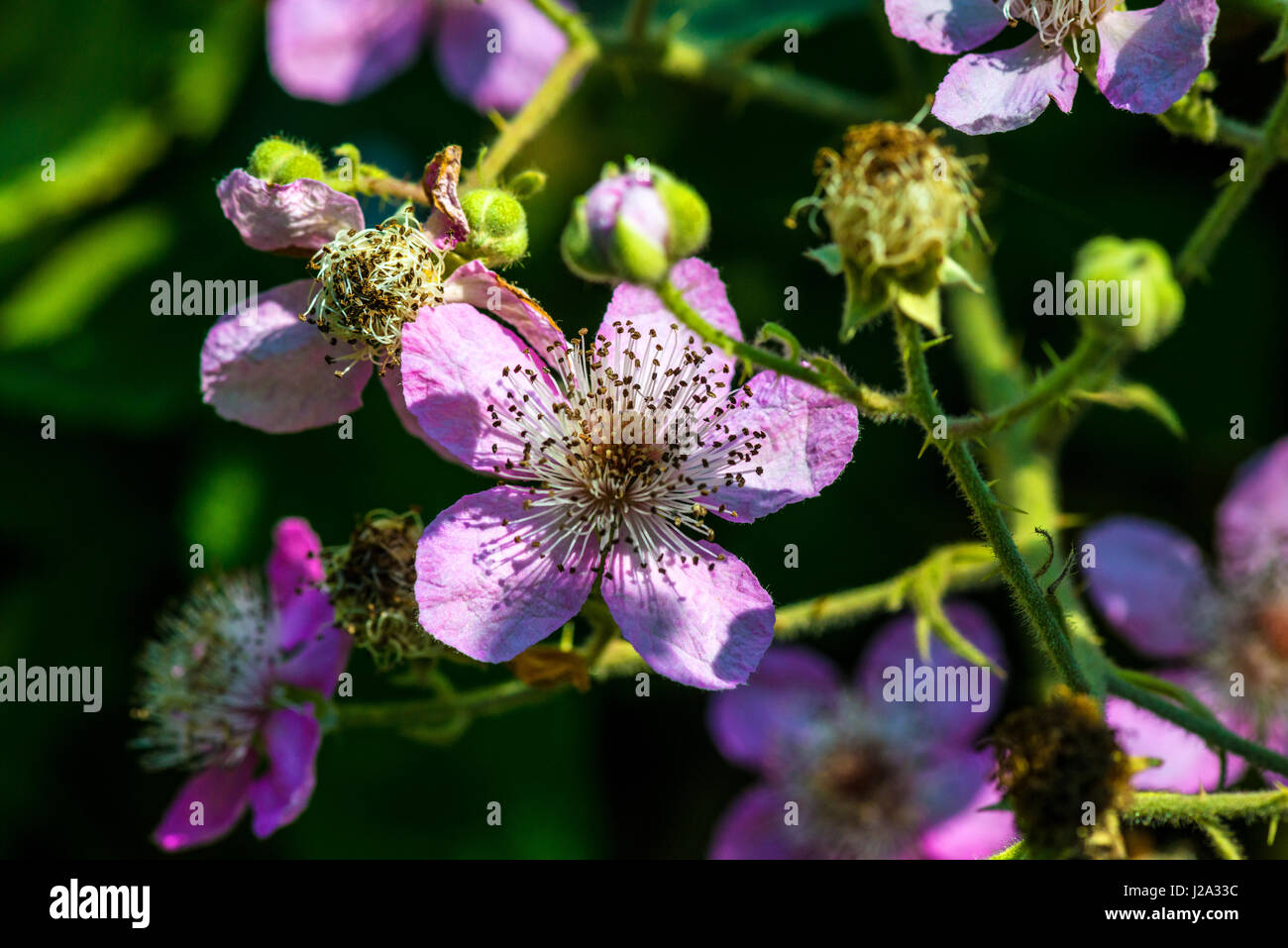 Snoqualmie Falls, Washington Foto Stock