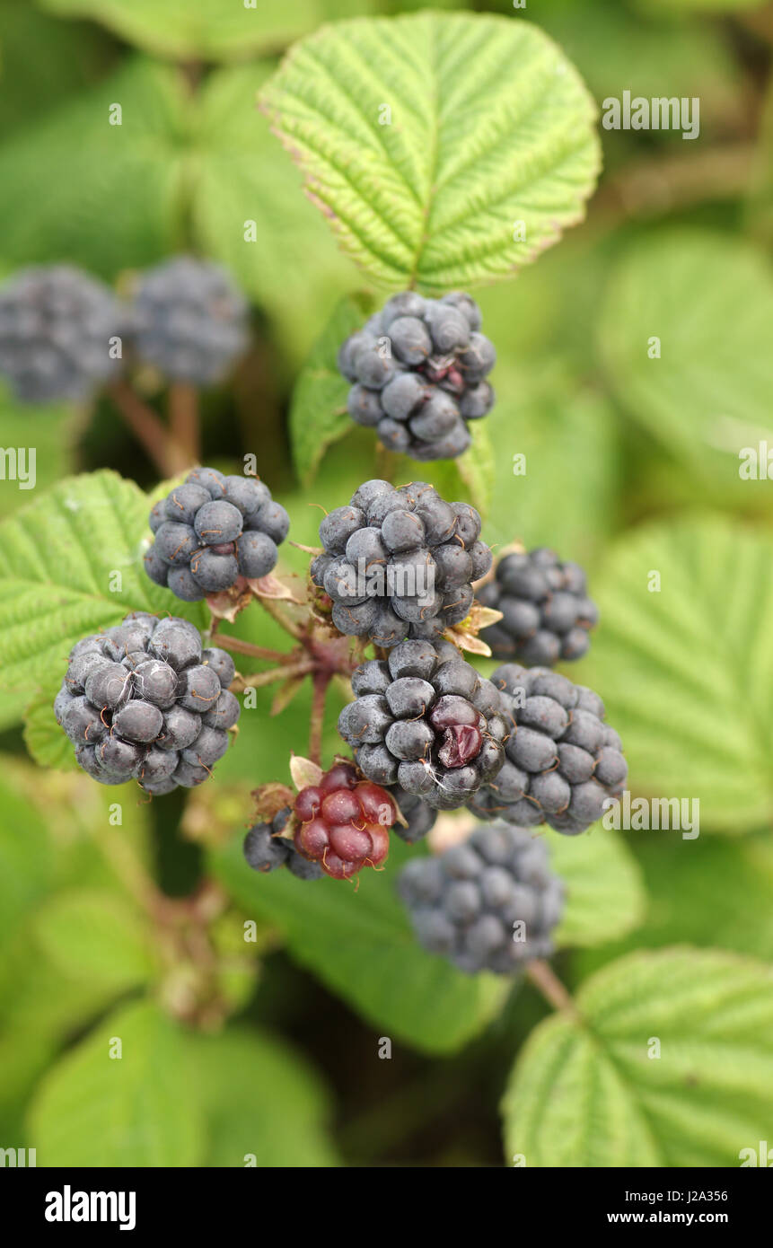 Close-up di un dewberry Foto Stock