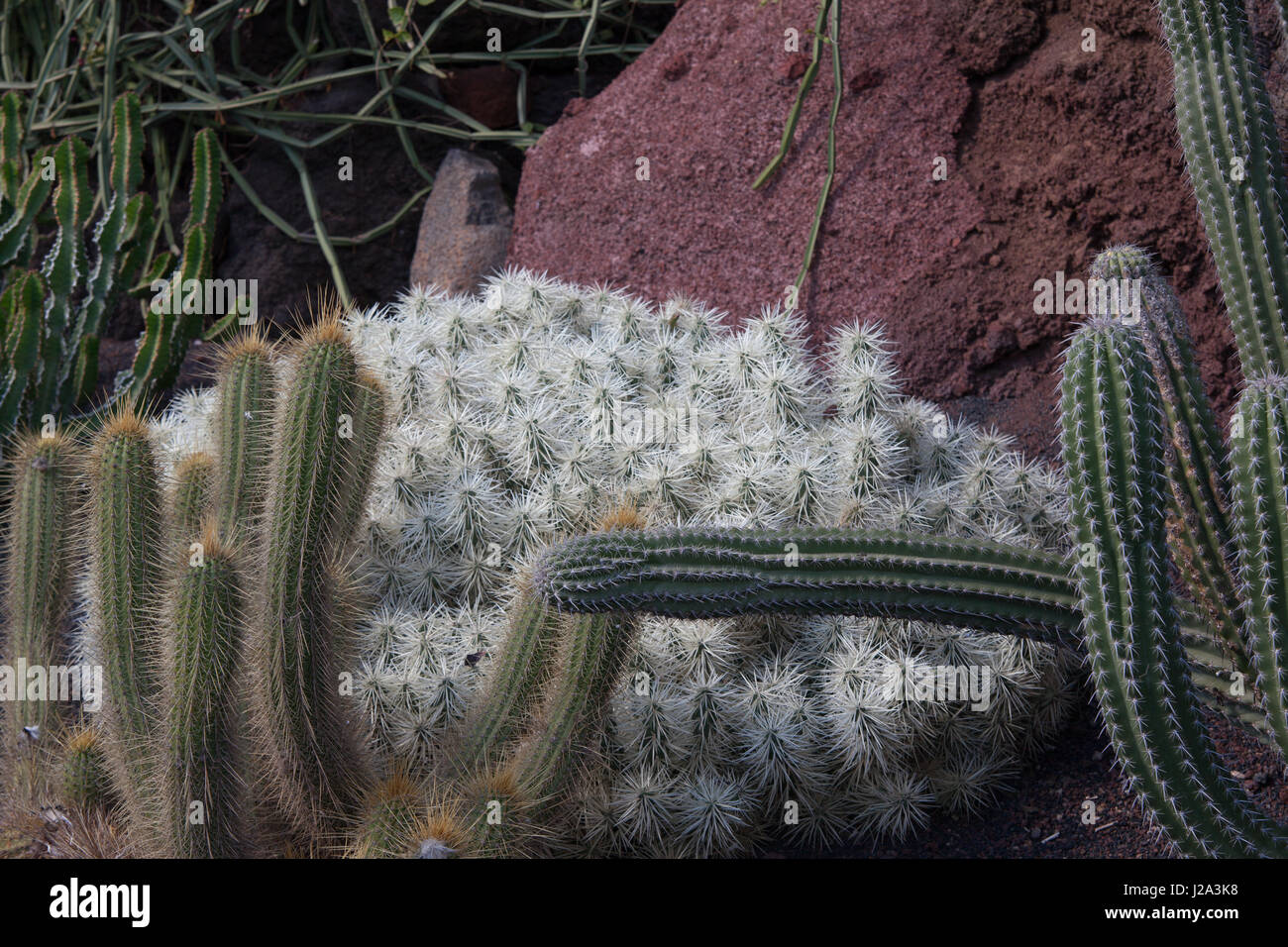 Ci sono cactus in molte varietà a Lanzarote. Foto Stock