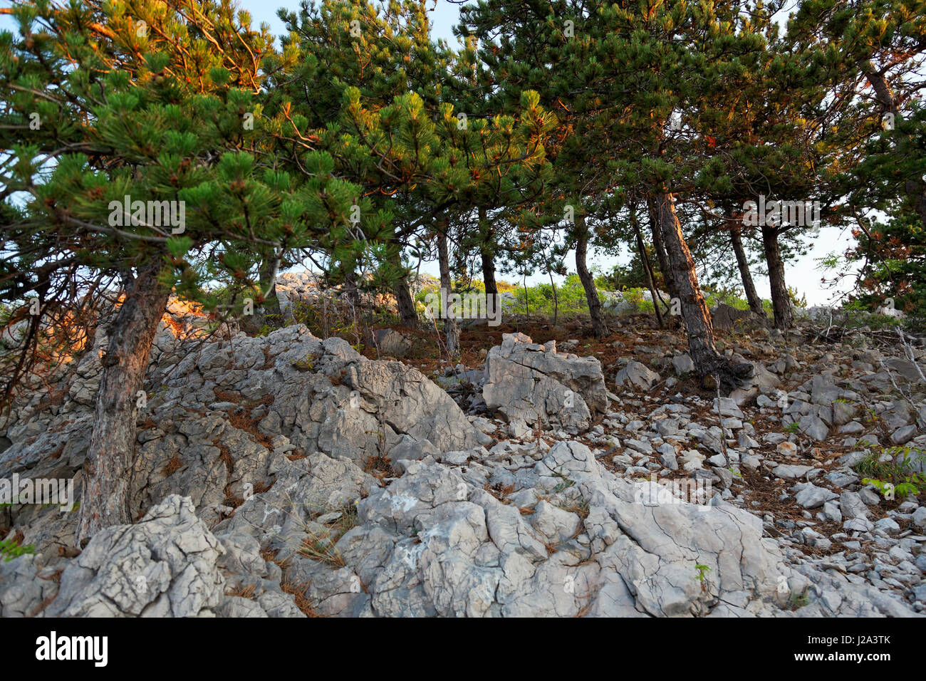 Pini sulla costa di Krk, Adriatico, Croazia Foto Stock