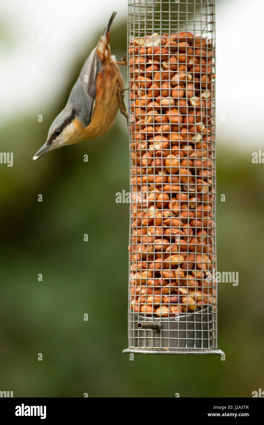 Nuthatch  Adult on Nut Feeder  Inverno, Powys, Llanfechain, Galles, Regno Unito Foto Stock