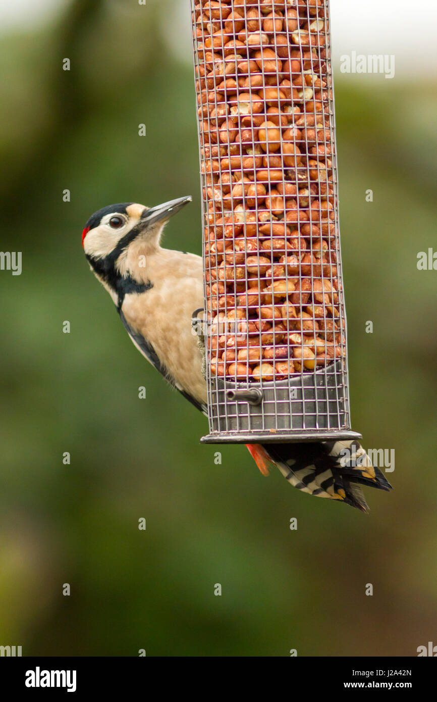 Great Spotted Woodpecker  alimentazione maschile adulti su nutrimento di noci  Inverno  Powys, Galles, UK Foto Stock