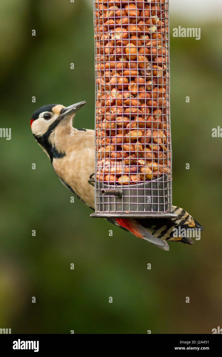 Great Spotted Woodpecker  alimentazione maschile adulti su nutrimento di noci  Inverno  Powys, Galles, UK Foto Stock