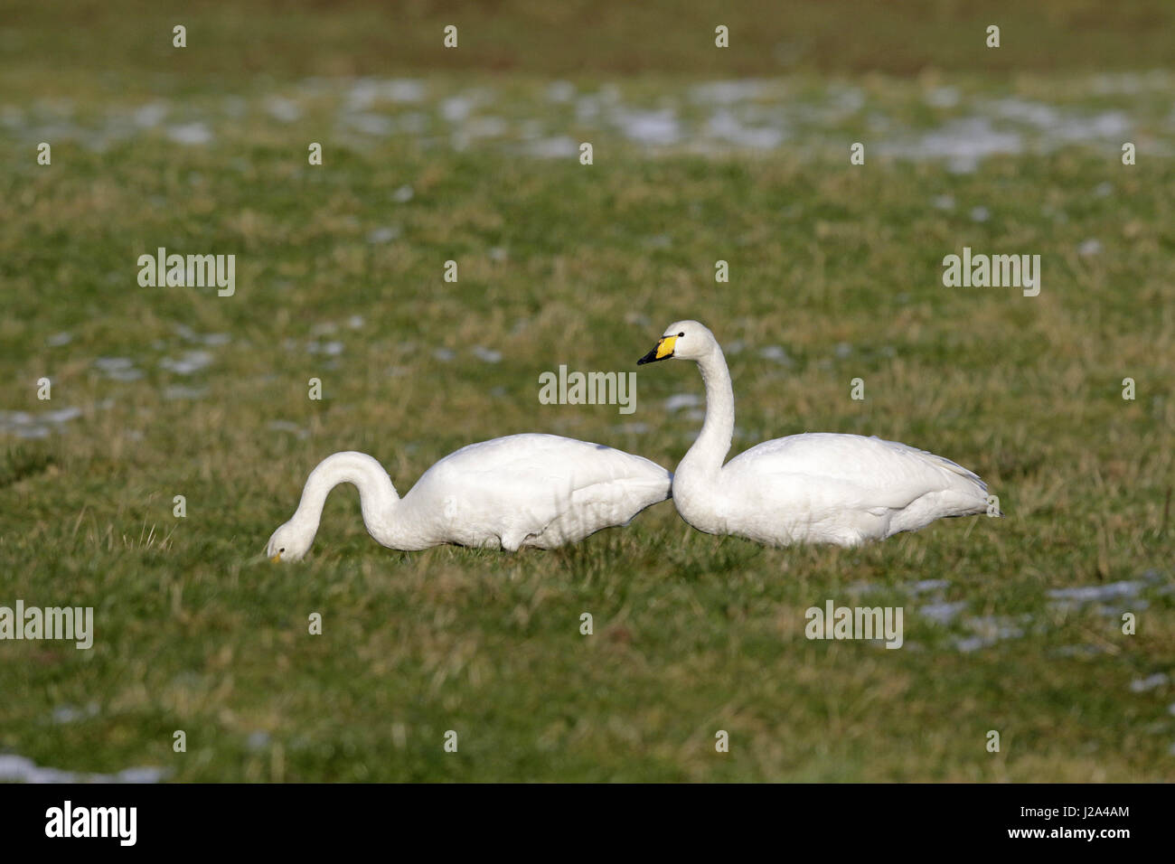 Whooper Swan, Cygnus cygnus, coppia alimentazione nel campo Foto Stock
