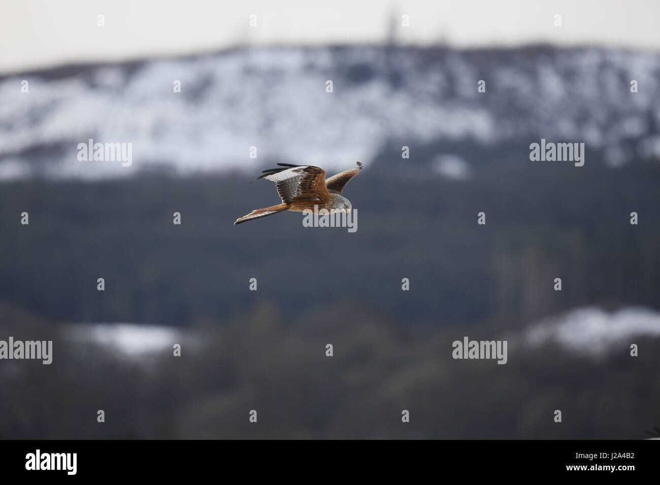 Aquilone rosso, Milvus milvus, in volo su un sfondo invernale Foto Stock