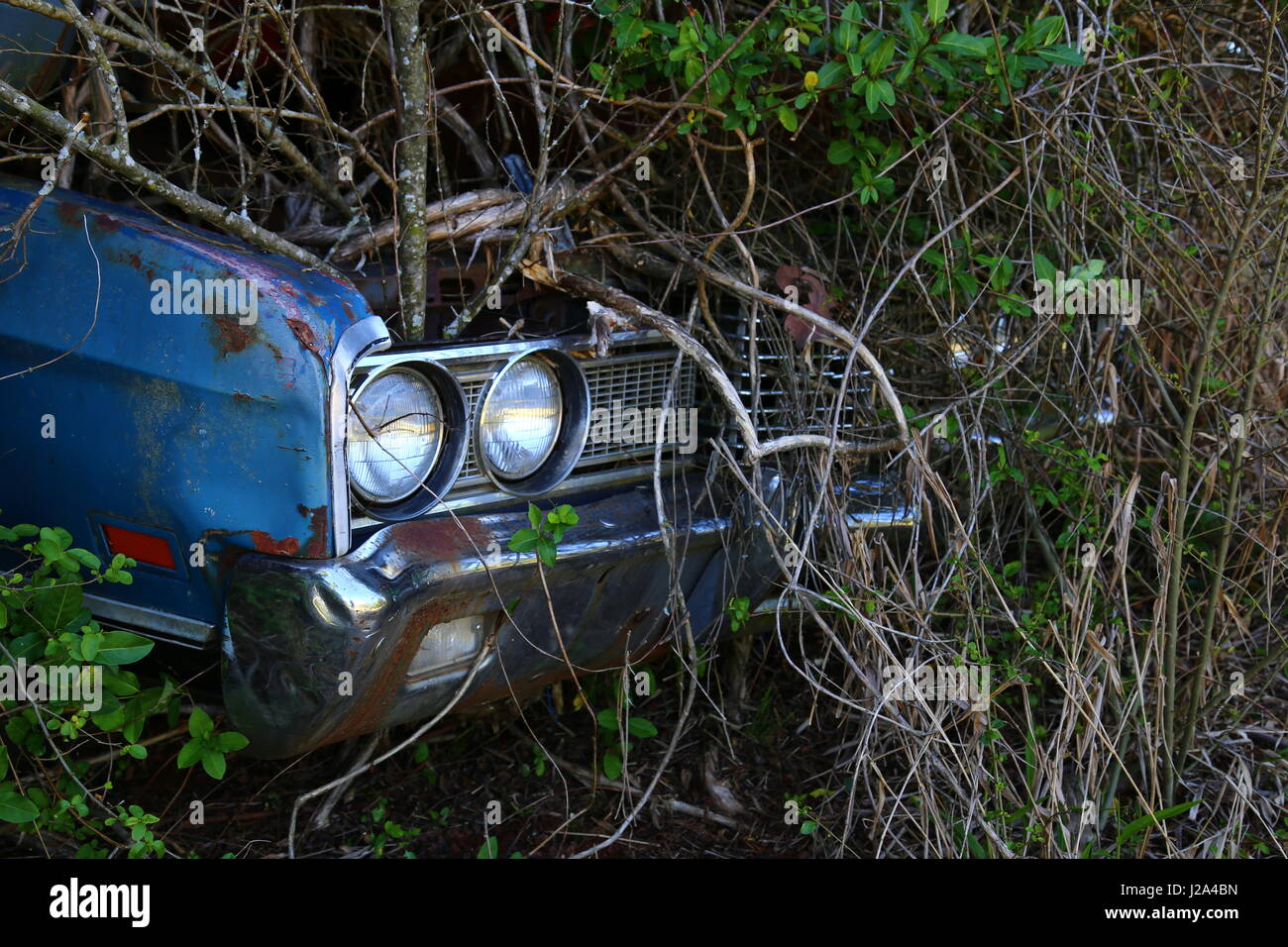 Madre Natura recupera un Foto Stock
