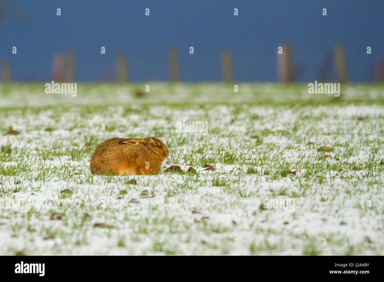 Brown Lepre  adulto hunkered giù sulla coperta di neve a terra invernale   West Midlands, Inghilterra, Regno Unito. Foto Stock