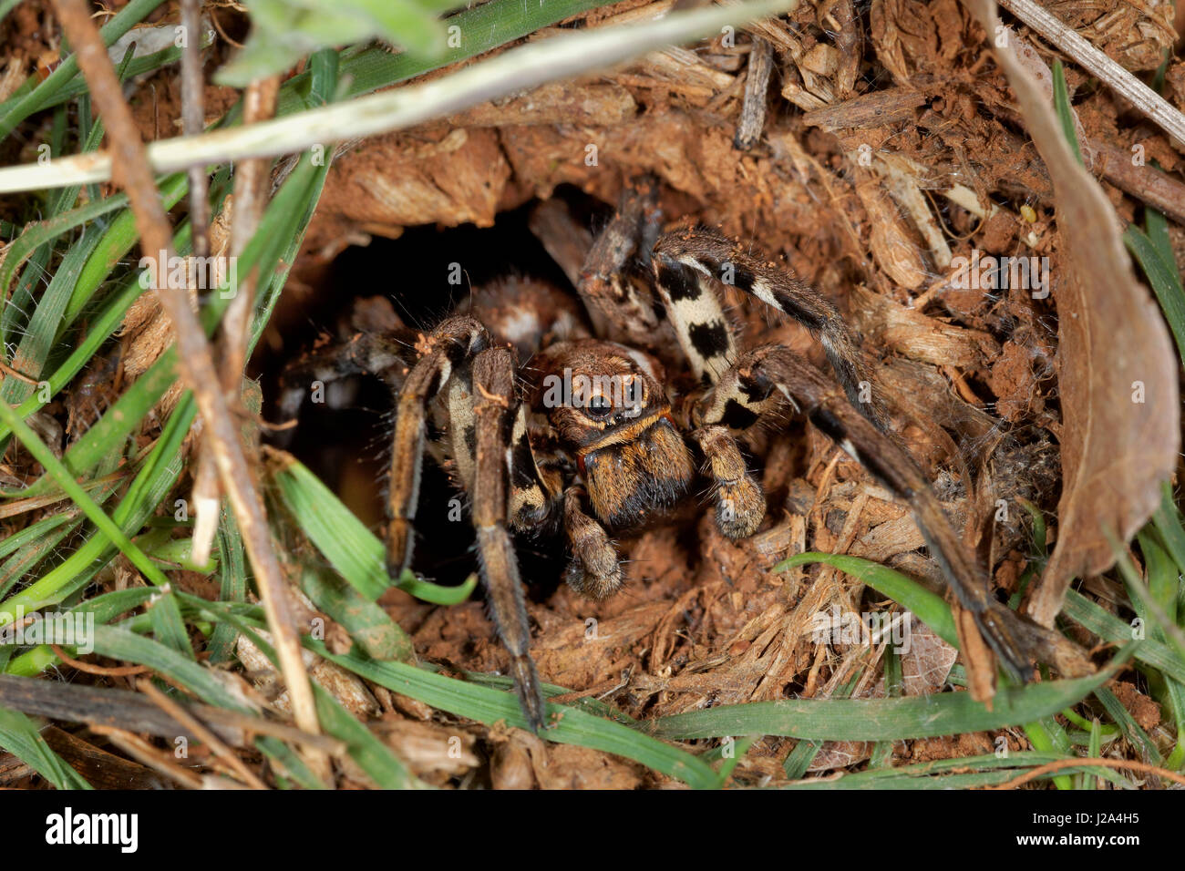 Un ragno di gugallo nel nido dall'isola di Krk, Croazia Foto Stock