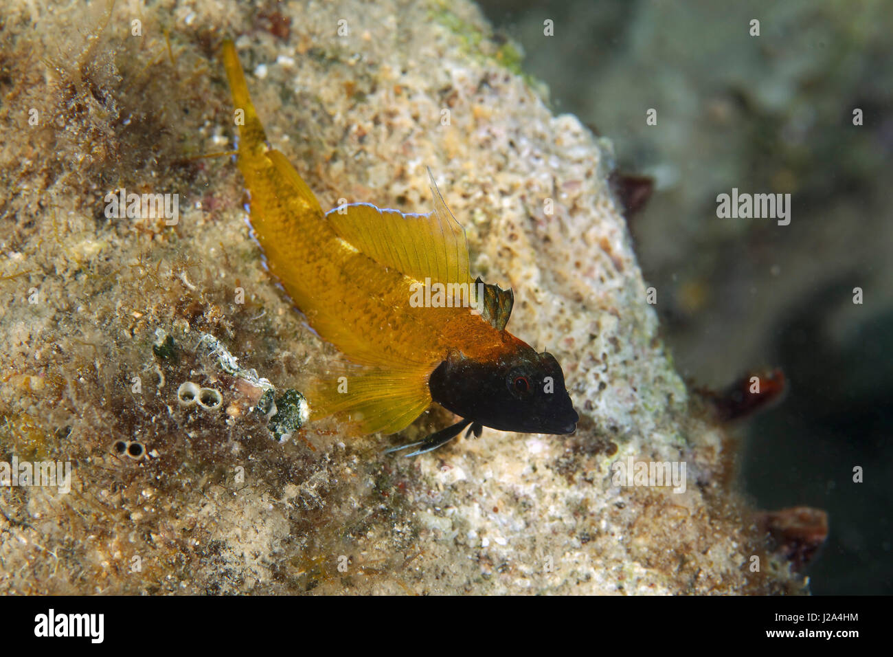 Giallo Nero-di fronte bavose dall isola di Krk, Croazia Foto Stock