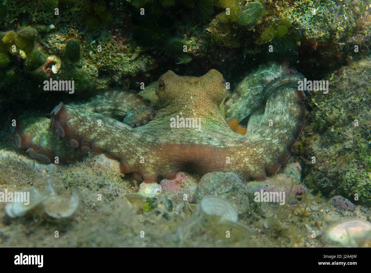 Polpo comune sul fondo del mare dell'isola di Krk Foto Stock
