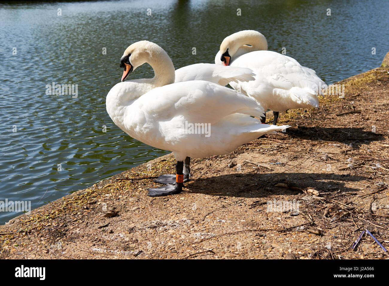 Una coppia di cigni (Cygnus olor) preening accanto al Fiume Great Ouse sul terrapieno, Bedford, Regno Unito. Foto Stock