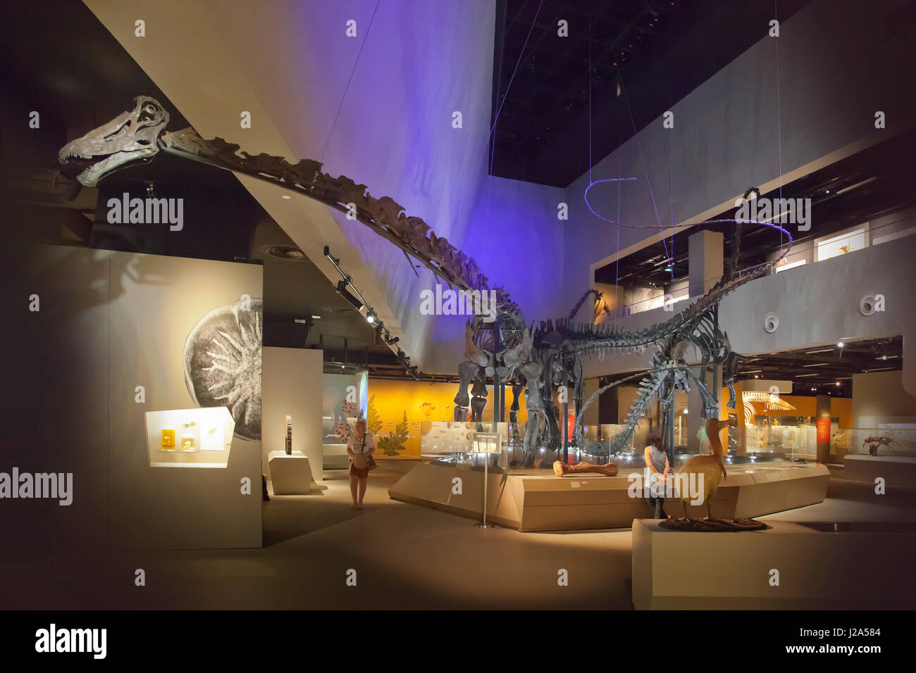 Sauropod scheletri di dinosauri sul display a Lee Kong Chian Museo di Storia Naturale, Facoltà di Scienze dell'Università Nazionale di Singapore Foto Stock