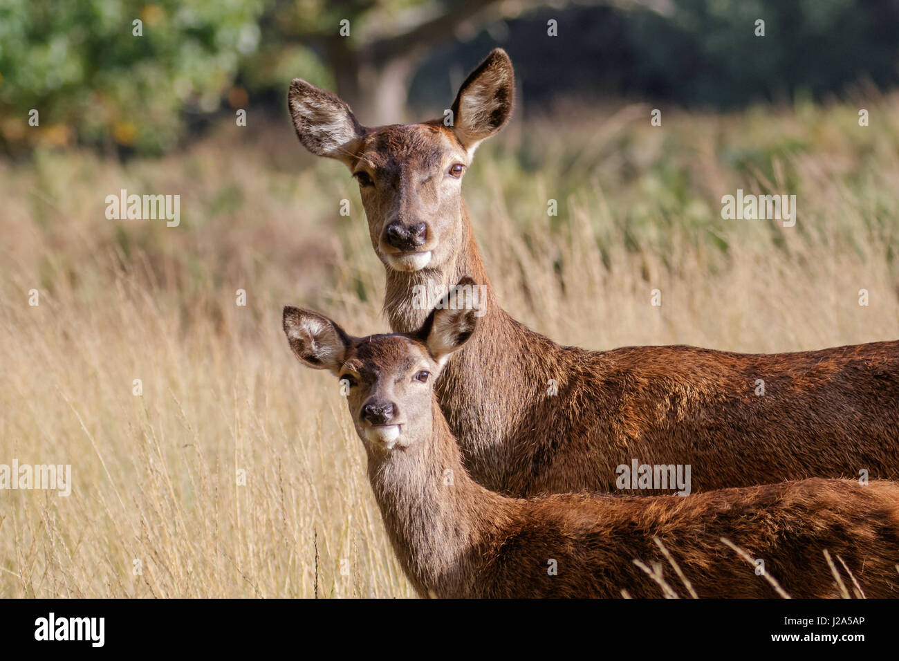 Red Deer cerva femmina mamma madre e bambino piccolo polpaccio (Cervus elaphus) Foto Stock