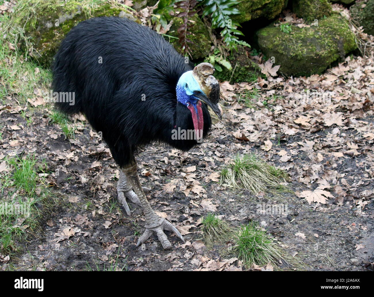 Australian casuario meridionale (Casuarius casuarius) camminando verso la telecamera. A.k.a. doppia casuario wattled. Foto Stock