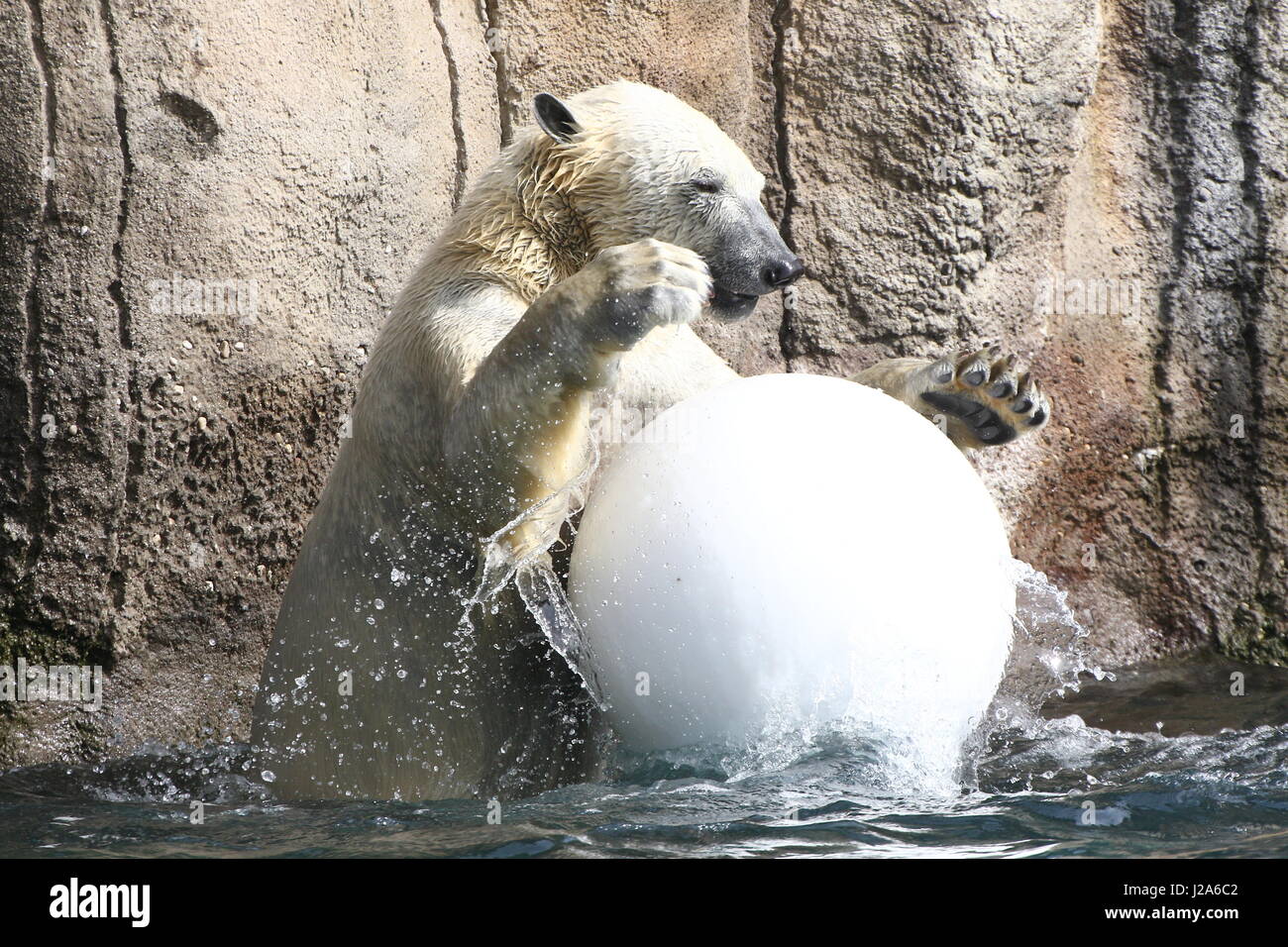 Orso polare (Ursus maritimus) giocando con una grande palla di plastica a Rotterdam Blijdorp Zoo, Paesi Bassi Foto Stock