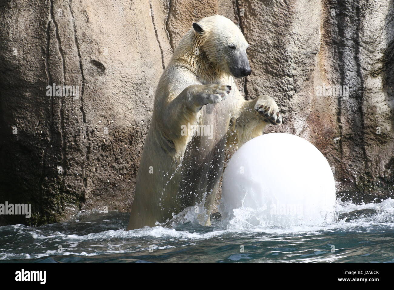 Orso polare (Ursus maritimus) giocando con una grande palla di plastica a Rotterdam Blijdorp Zoo, Paesi Bassi Foto Stock