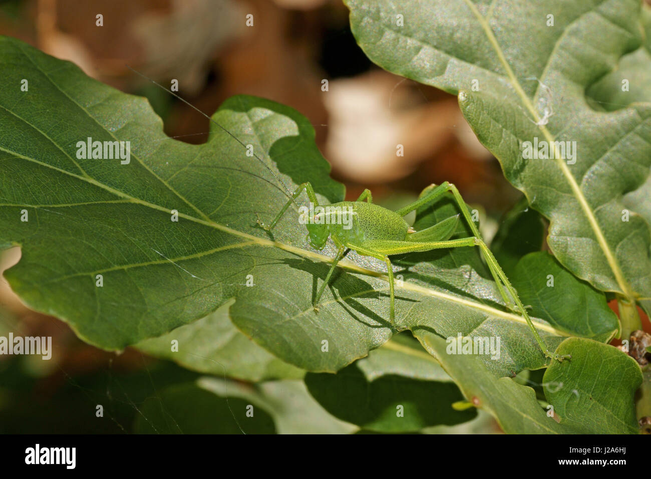 Leptophyes punctatissima Foto Stock