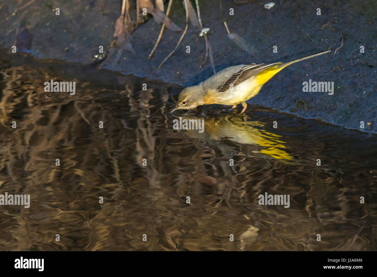 Un wagtail grigio è la ricerca per foraggi su Riverside Foto Stock