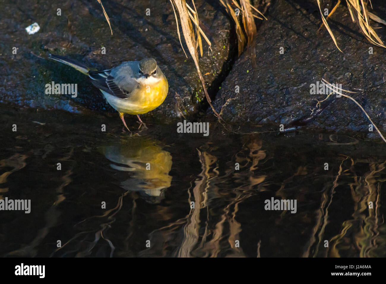 Un wagtail grigio è la ricerca per foraggi su Riverside Foto Stock