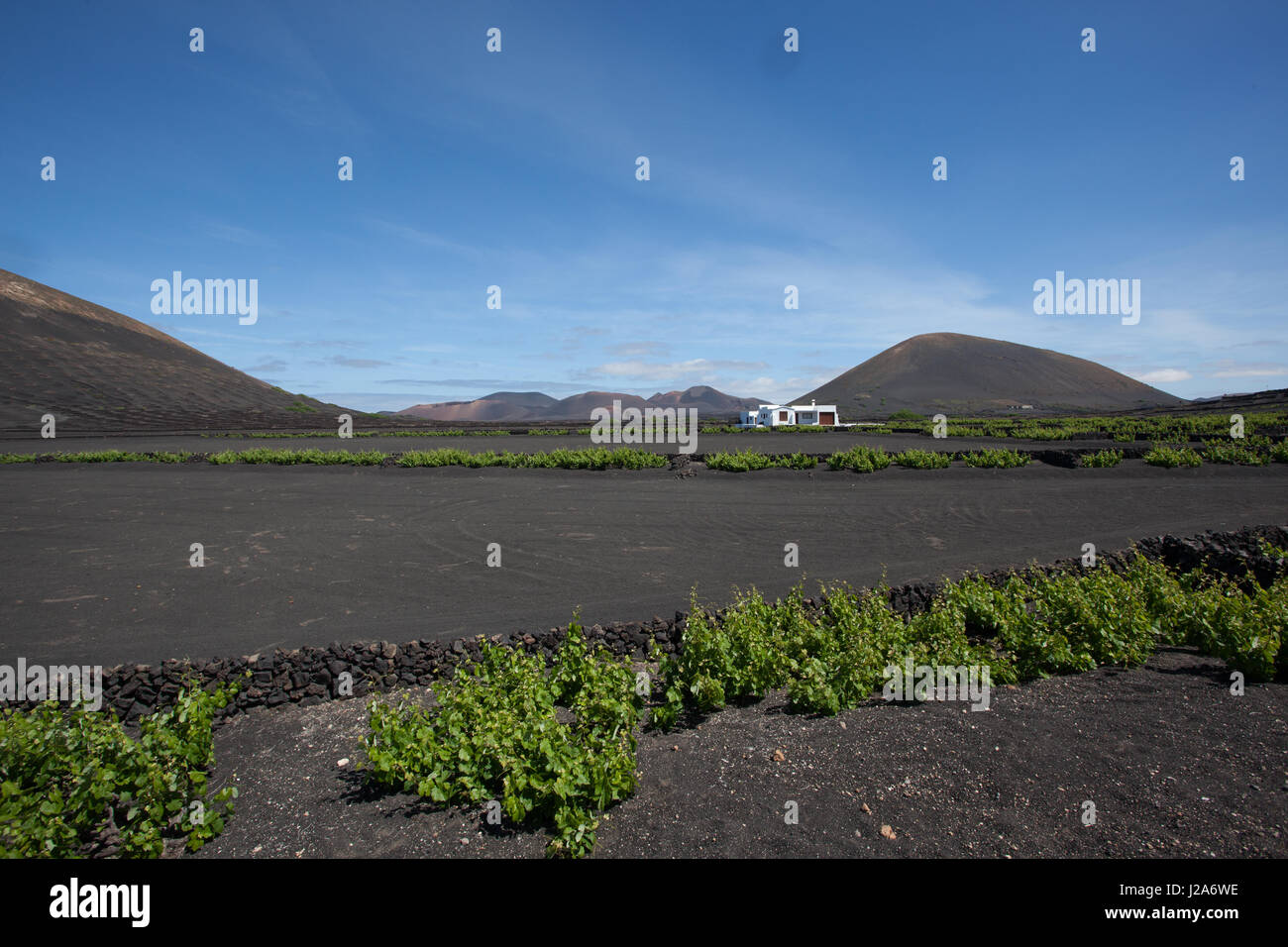 Uva cresce su registri nelle sabbie di lava di Lanzarote. Foto Stock