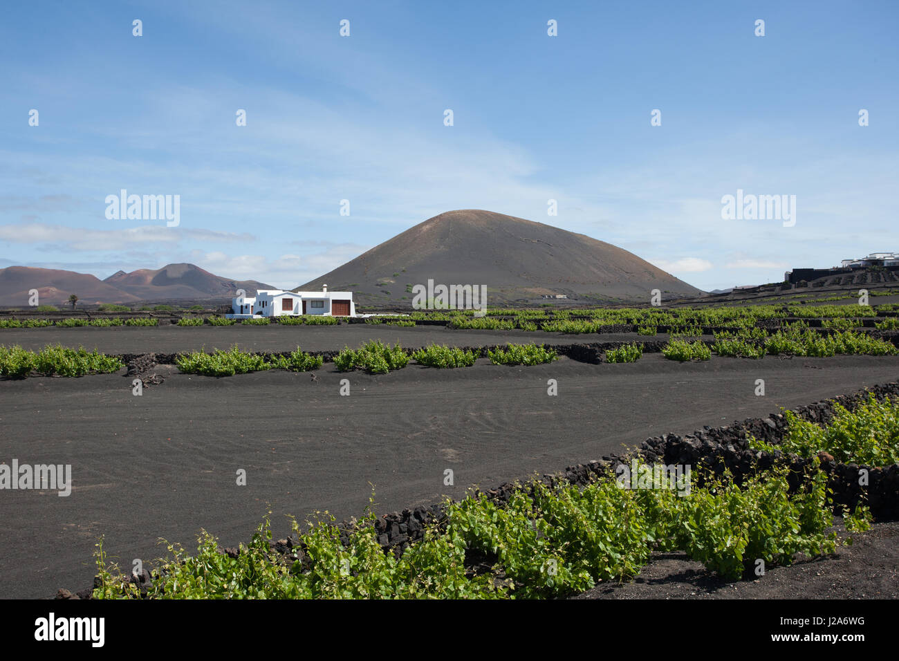 Uva cresce su registri nelle sabbie di lava di Lanzarote. Foto Stock