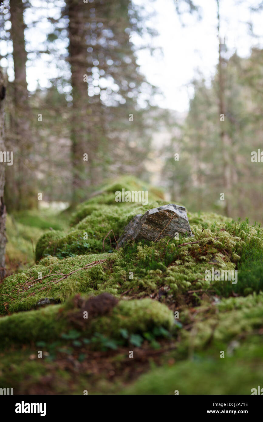 Verde e spooky forest west in Norvegia. Foto Stock