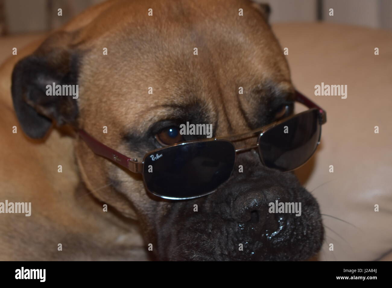 Bull mastiff con occhiali Foto Stock