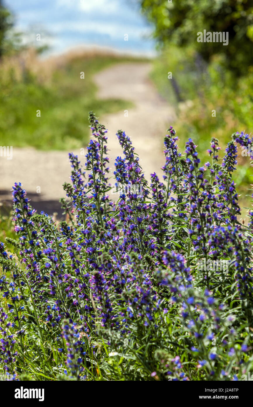 Echium vulgare fiori Giugno, Estate, Blu, Fiori, Vipers Bugloss, Fioritura, prato, fiori selvatici Foto Stock