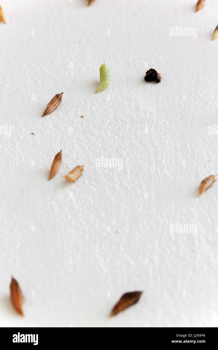 Blank chrysalis butterfly appeso su bianco muro di cemento Foto Stock