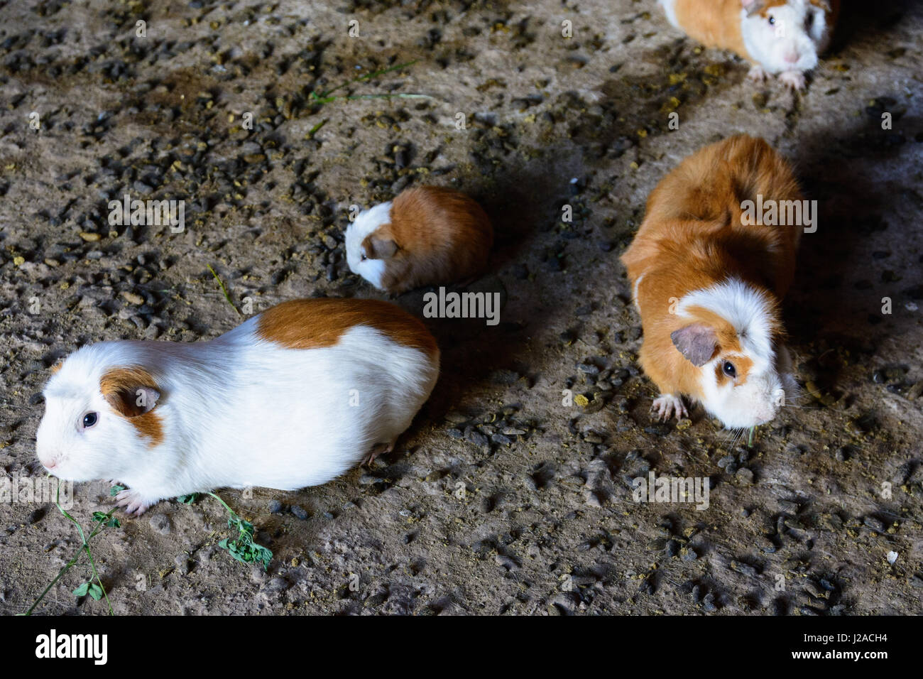 Il Perù, Puno, le cavie sono animali da fattoria qui Foto Stock