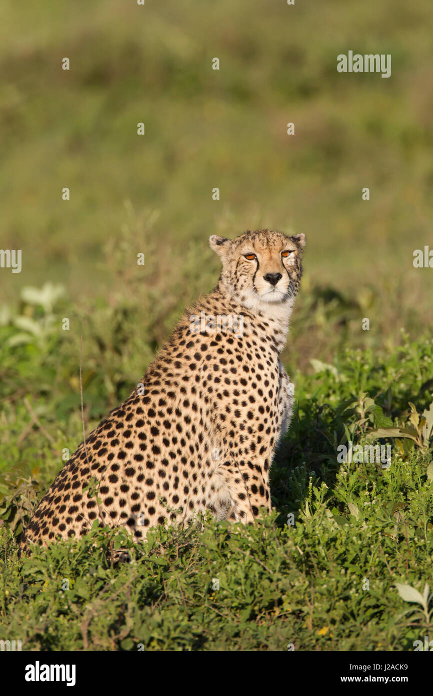 Un maschio singolo Cheetah sedute in erba, illuminati dalla calda mattina presto sun, rivolta verso la telecamera Foto Stock