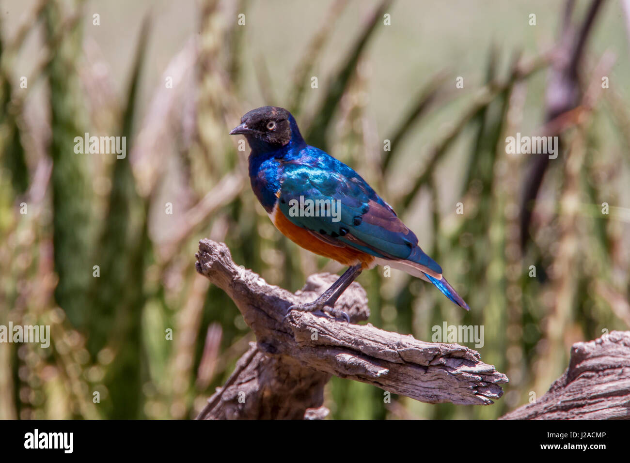 Neon Blue superba starling sorge arroccato su di un albero morto il ramo, vista di profilo, testa inclinata verso la telecamera Foto Stock