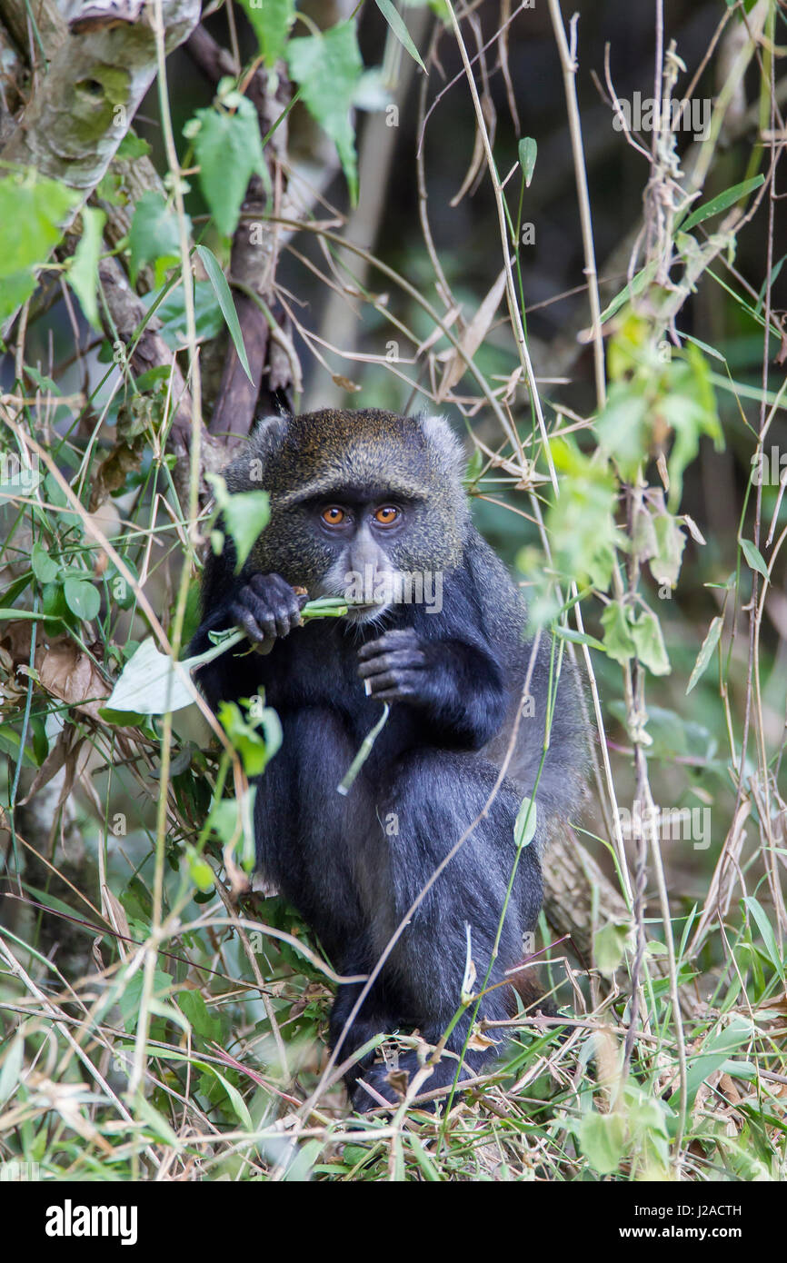 Blue Monkey (Cercopithecus mitis) rannicchiato nella vite di mangiare mentre guardando la telecamera, Parco Nazionale di Arusha, Tanzania Foto Stock