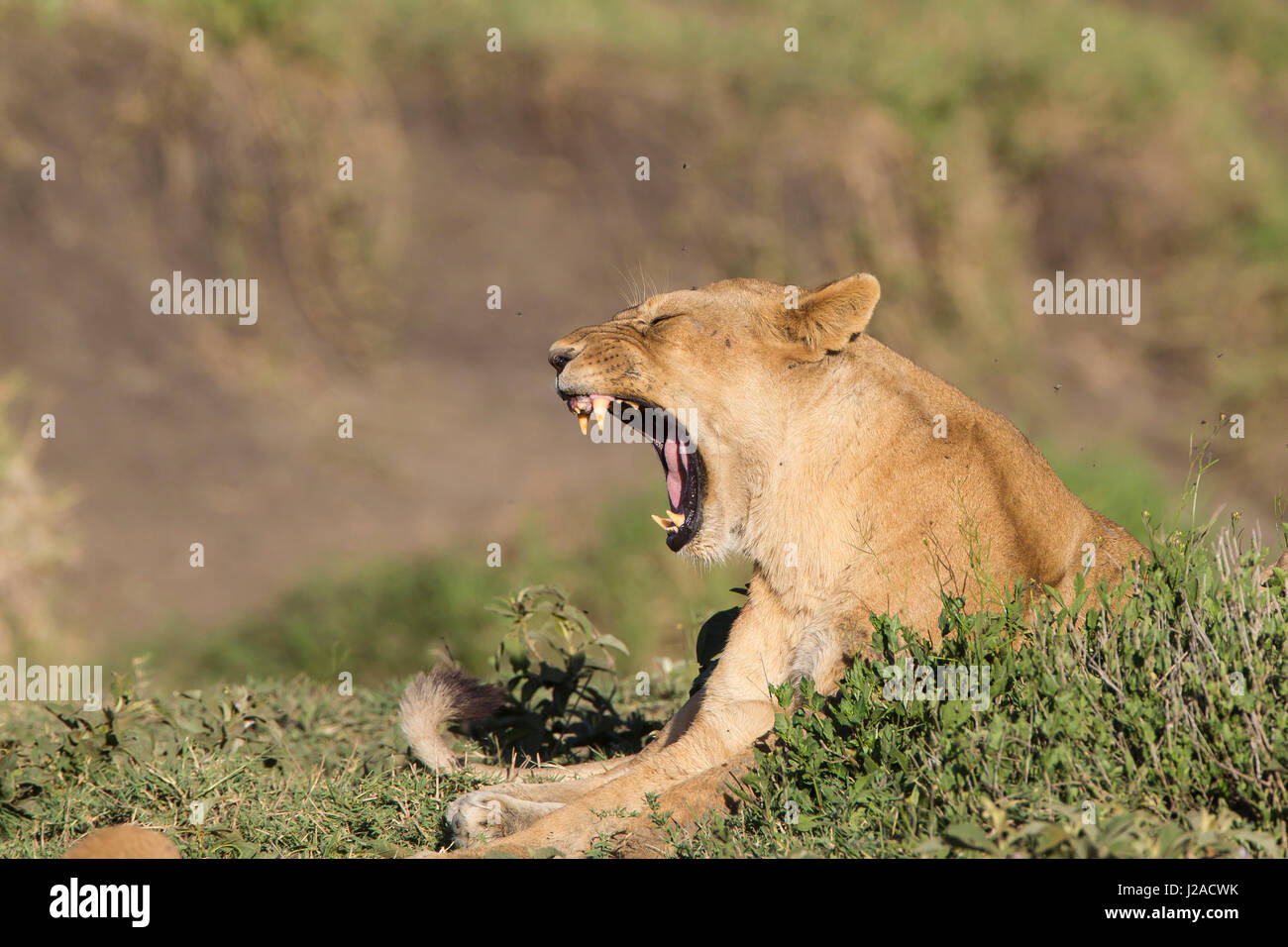 Femmina risiede nel fogliame erbosa, sbadigli con la bocca spalancata, mostrando i denti, Ngorongoro Conservation Area, Tanzania Foto Stock